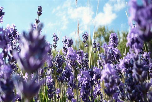 01348_lavander_1920x1080.jpg